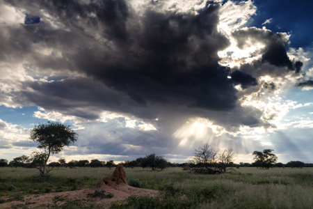 Sunset over the namibian grassland, Namibia, Africaの写真素材