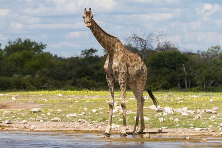 Giraffe drinking at a water hole, Etosha National Park, Namibiaの写真素材