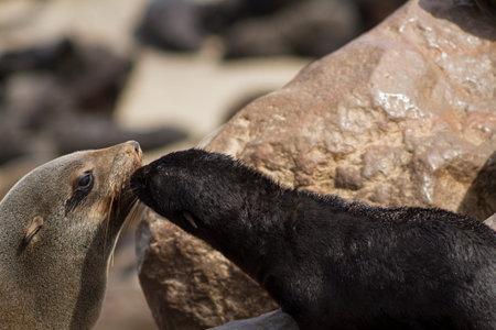 Close up of seals at Cape Cross, Namibia, Africaの写真素材