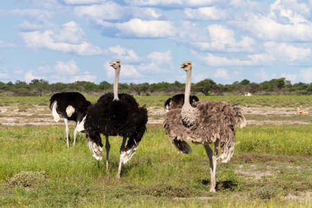 Ostrichs at Etosha National Park, Namibia, Africaの写真素材