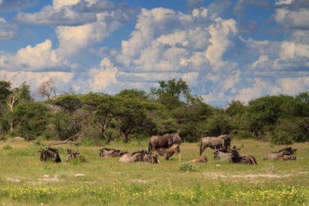 Herd of wildebeests at Etosha National Park, Namibia, Africaの写真素材