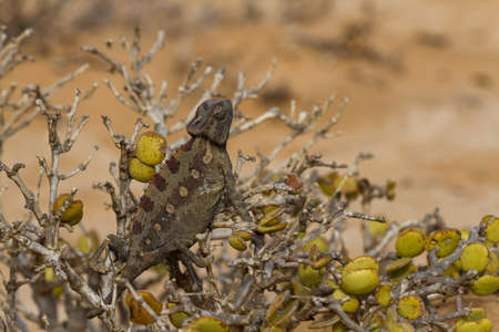 Macro of a desert Chameleon, Namibia, Africaの写真素材