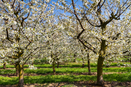 Apple and Cherry tree blossom near Ockstadt, Wetterau, Hessen, Germany