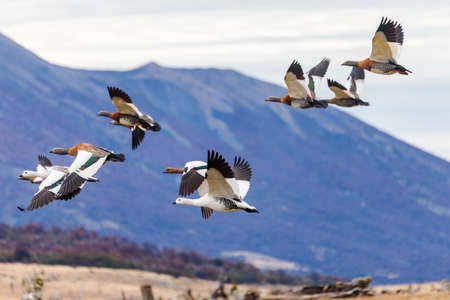 Flying upland geese in Patagonia, Argentinaの写真素材
