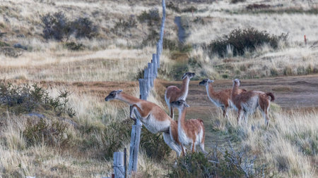 Wild guanako jumping over a fence, Patagonia, Chileの写真素材