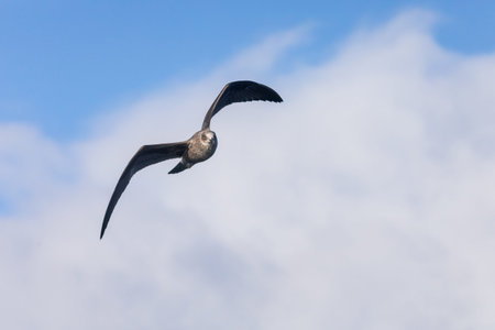 Flying Southern giant petrel juvenile, Patagonia, Chileの写真素材