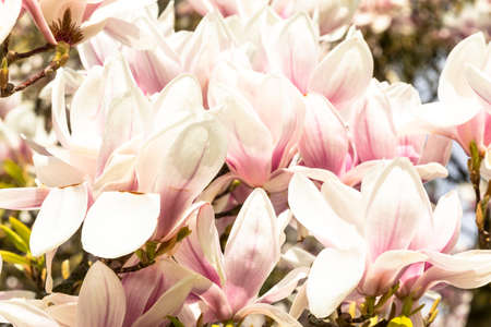 Macro of a saucer magnolia - Magnolia soulangeanaの写真素材