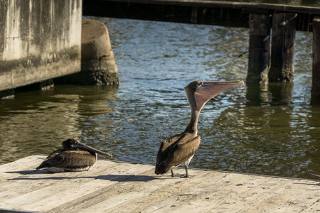 Pelicans sitting on a boat dockの写真素材