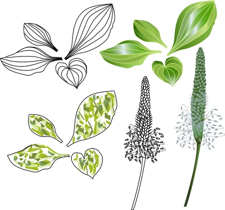 set of leaves and flowers of plantainのイラスト素材