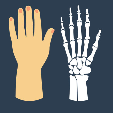 The flat design of the hand and the hand skeleton. Vector illustration.のイラスト素材