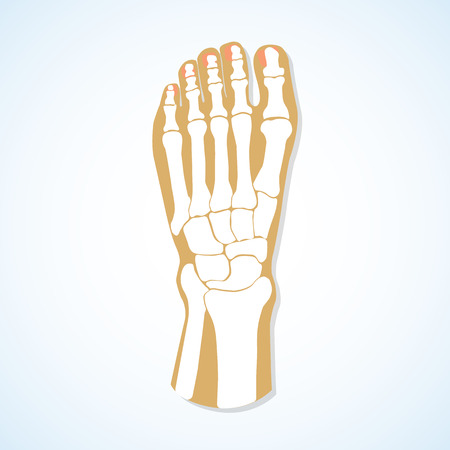 The flat design of the foot and the foot skeleton. Vector illustration.のイラスト素材