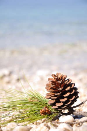 Pine cone at the beachの写真素材