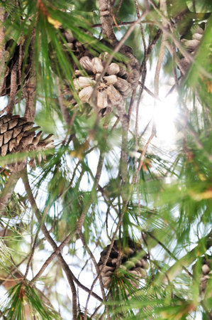 Pine tree cone and sun
