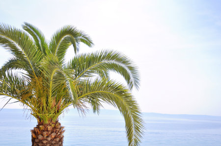 Palm tree at the beachの写真素材