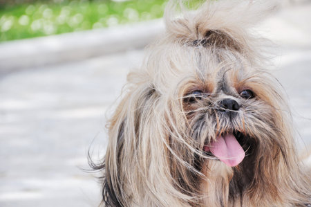 Beautiful small dogの写真素材