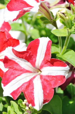 Beautiful seasonal flowersの写真素材