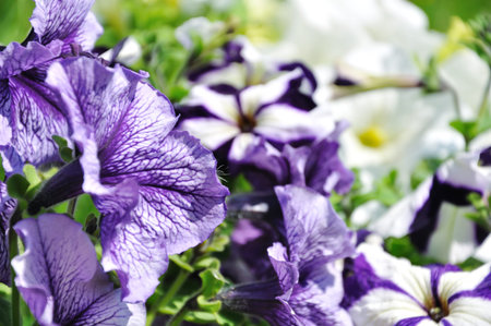 Beautiful seasonal flowersの写真素材