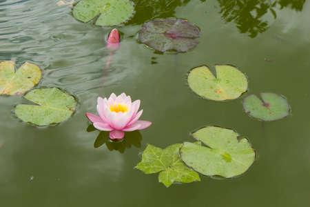 waterlilyの写真素材