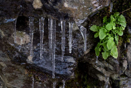 crystal iciclesの写真素材