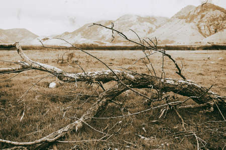 autumn tree in black and whiteの写真素材