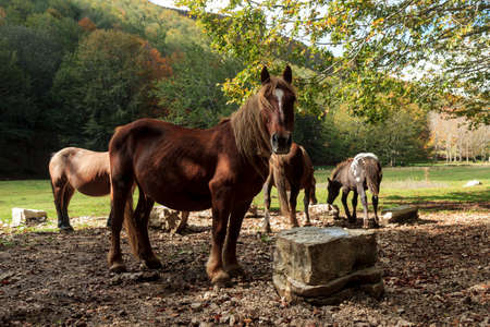 brown horse in matese parkの写真素材
