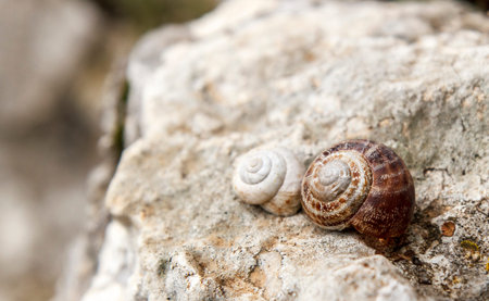 snail shellの写真素材