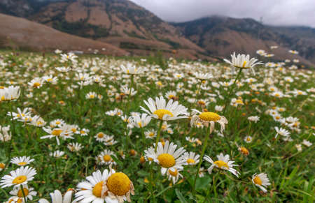 mountain daisies fieldの写真素材