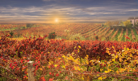 colorful autumn vineyards at sunsetの写真素材
