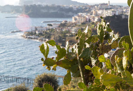 naples gulf at capo miseno with cactus in the foregroundの写真素材