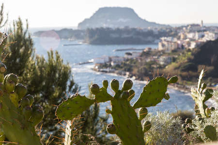 cactus and naples gulf baia in backgroundの写真素材