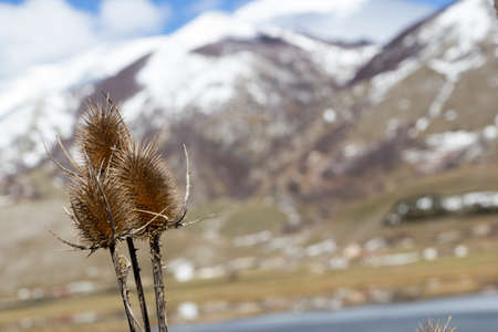 Dipsacus fullonum carduus cardi on matese parkの写真素材