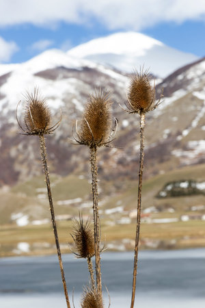 Dipsacus fullonum carduus cardi on matese parkの写真素材