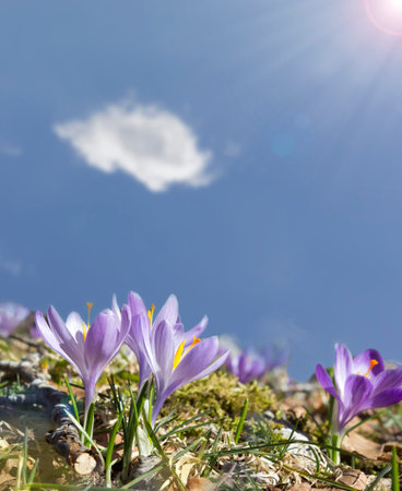 Close up of beautiful violet crocus