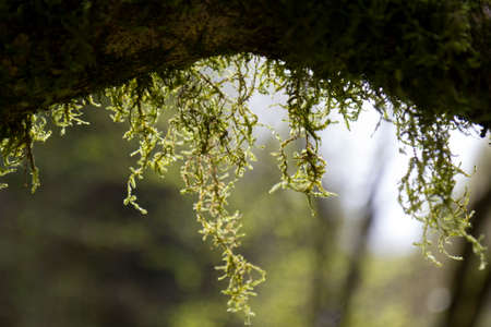 mossy branch nature green forestの写真素材