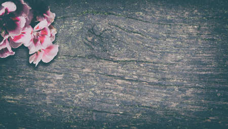 pink flowers on wood backgroundの写真素材