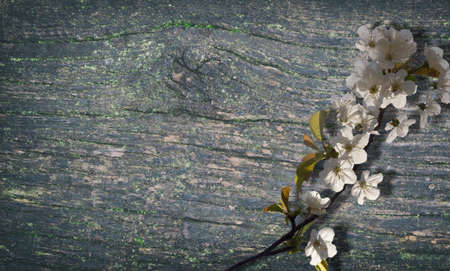 Almond tree in bloom beautifulの写真素材