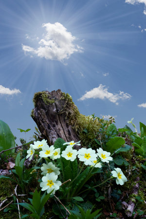 mountain flowers in the woodの写真素材