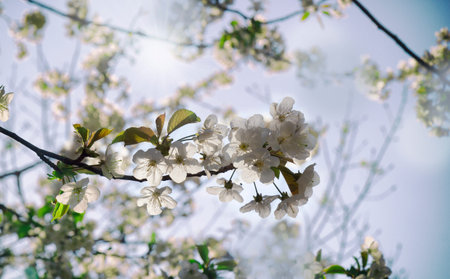 Almond tree in bloom beautiful