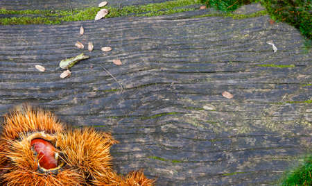 chestnuts curly and wooden backgroundの写真素材