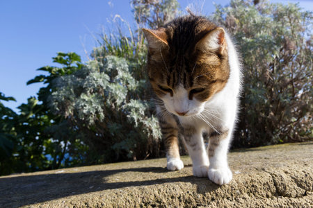 Cat ready to jump natureの写真素材
