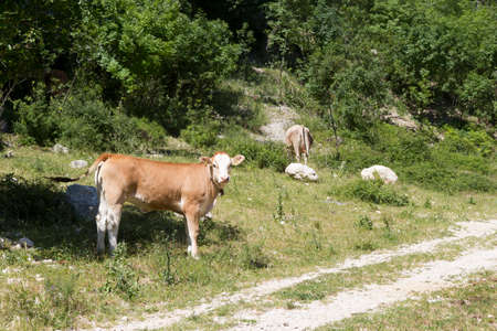 Brown Calf on mountain farmの写真素材