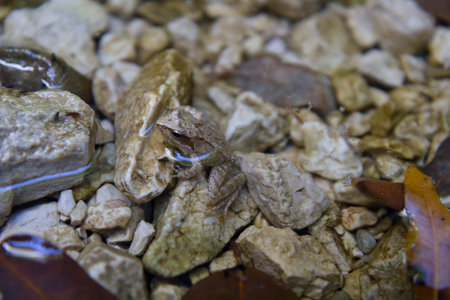 agile frog (rana dalmatina, italica)in its habitat