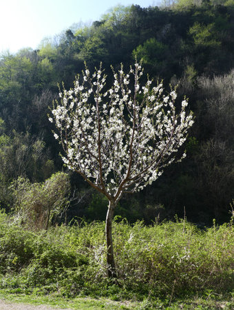 Almond tree in blossom beautiful 