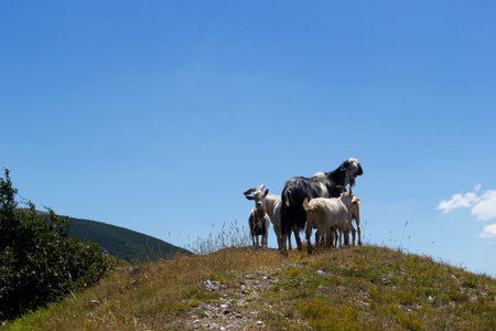 goats on peak of mountain