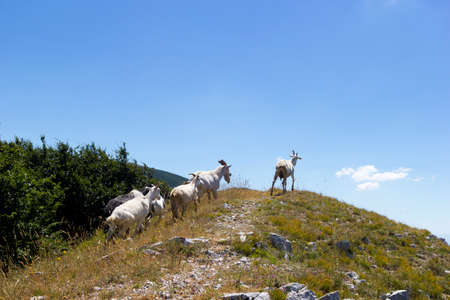 goats on peak of mountainの写真素材