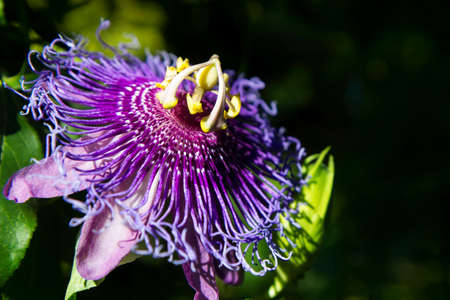 passion flower in la mortella garden ischiaの写真素材