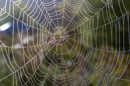 web dew spider trap texture