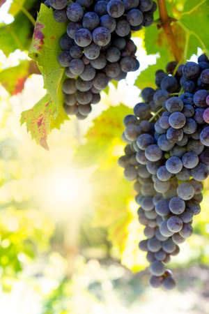 autumn vineyard with wine grapesの写真素材