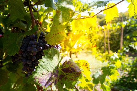autumn vineyard with wine grapes