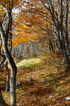 vibrant coolorful trees autumn in matese parkの写真素材